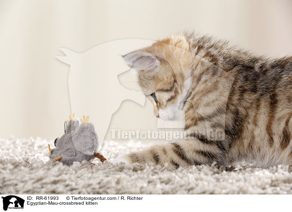gyptische-Mau-Mischling Ktzchen / Egyptian-Mau-crossbreed kitten / RR-61993