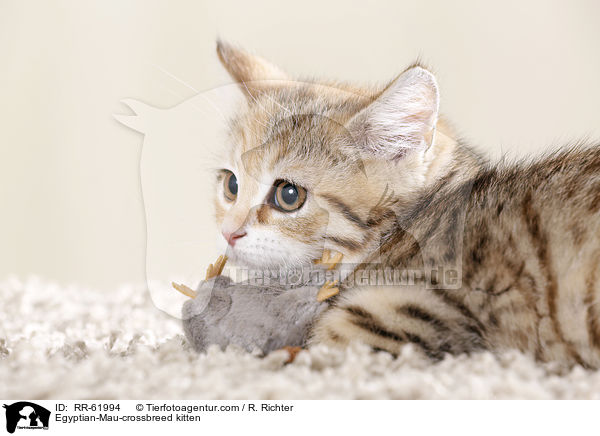 gyptische-Mau-Mischling Ktzchen / Egyptian-Mau-crossbreed kitten / RR-61994