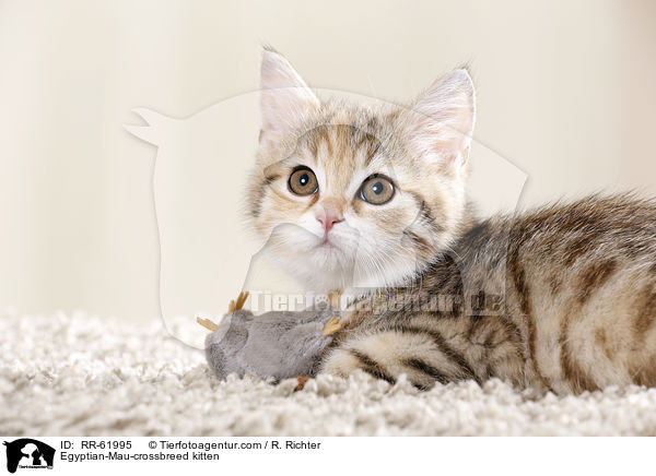 gyptische-Mau-Mischling Ktzchen / Egyptian-Mau-crossbreed kitten / RR-61995