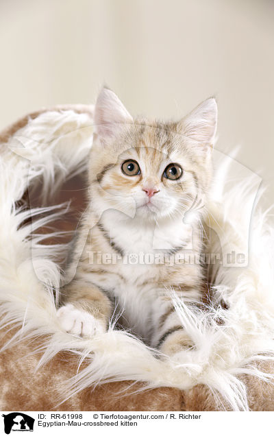 gyptische-Mau-Mischling Ktzchen / Egyptian-Mau-crossbreed kitten / RR-61998