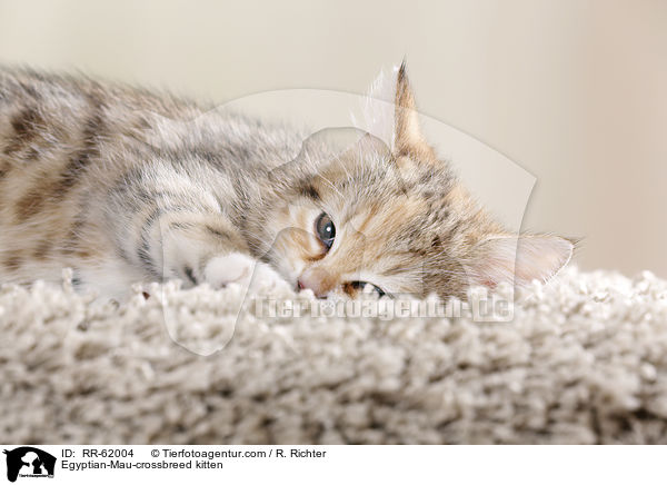 gyptische-Mau-Mischling Ktzchen / Egyptian-Mau-crossbreed kitten / RR-62004
