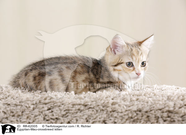 gyptische-Mau-Mischling Ktzchen / Egyptian-Mau-crossbreed kitten / RR-62005