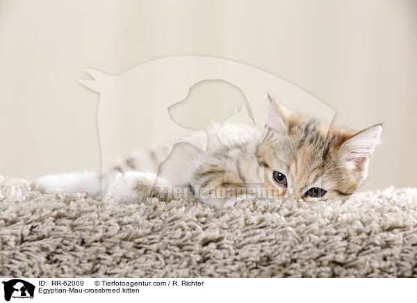 gyptische-Mau-Mischling Ktzchen / Egyptian-Mau-crossbreed kitten / RR-62009