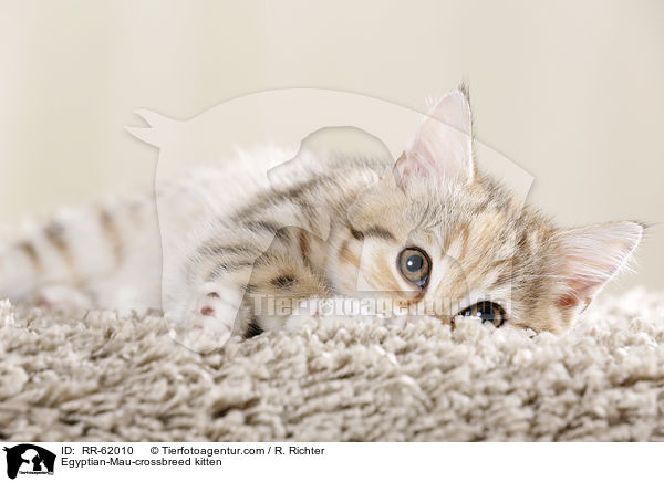 gyptische-Mau-Mischling Ktzchen / Egyptian-Mau-crossbreed kitten / RR-62010