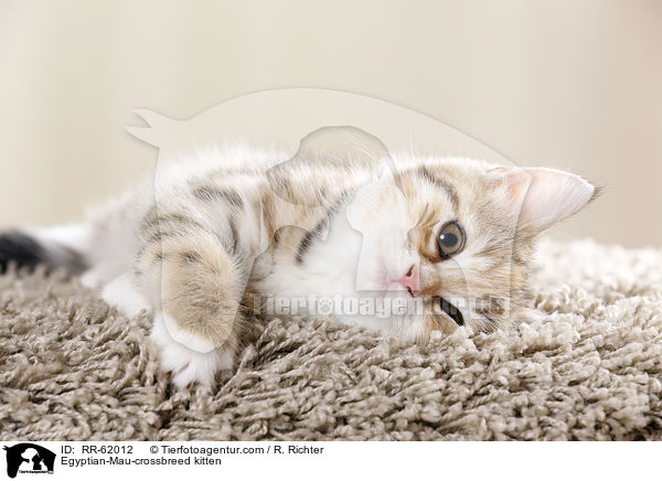 gyptische-Mau-Mischling Ktzchen / Egyptian-Mau-crossbreed kitten / RR-62012