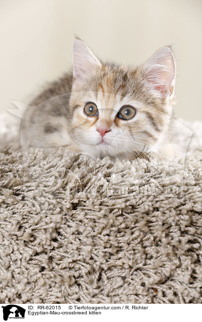 gyptische-Mau-Mischling Ktzchen / Egyptian-Mau-crossbreed kitten / RR-62015