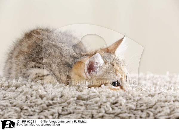 gyptische-Mau-Mischling Ktzchen / Egyptian-Mau-crossbreed kitten / RR-62021