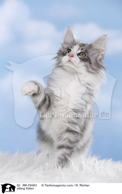 sitzendes Ktzchen / sitting Kitten / RR-76063