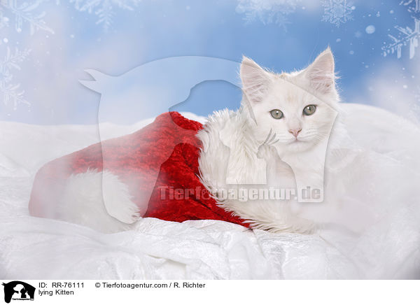 liegendes Ktzchen / lying Kitten / RR-76111