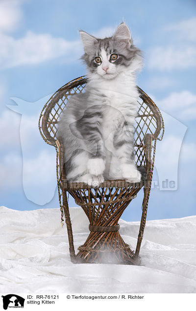 sitzendes Ktzchen / sitting Kitten / RR-76121
