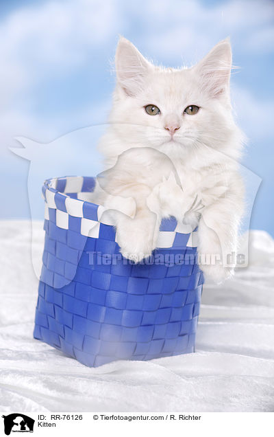 Ktzchen / Kitten / RR-76126