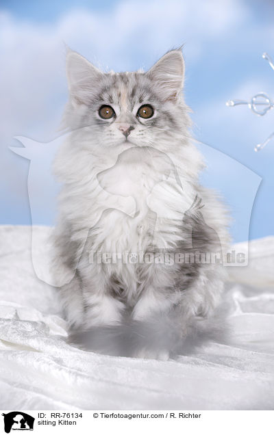 sitzendes Ktzchen / sitting Kitten / RR-76134