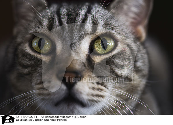 gyptische-Mau-Britisch-Kurzhaar Portrait / Egyptian-Mau-British-Shorthair Portrait / HBO-02714