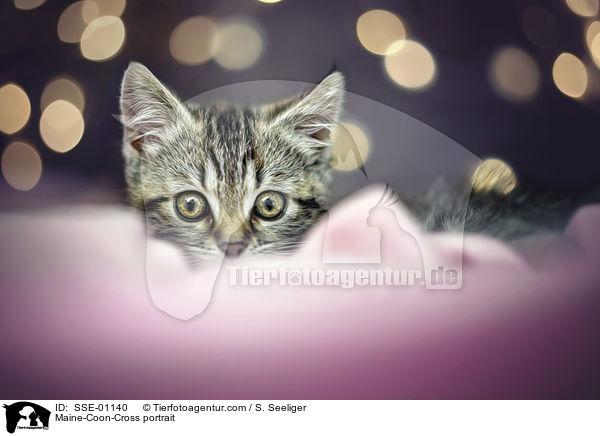 Maine-Coon-Mischling Portrait / Maine-Coon-Cross portrait / SSE-01140