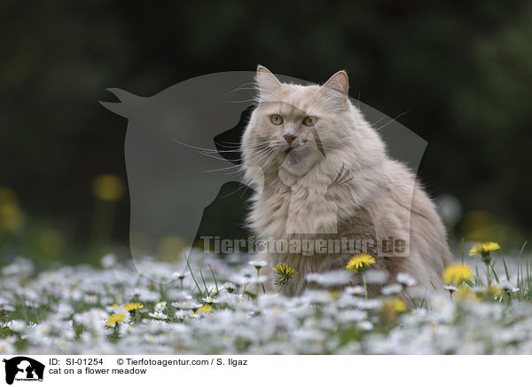 Katze auf einer Blumenwiese / cat on a flower meadow / SI-01254