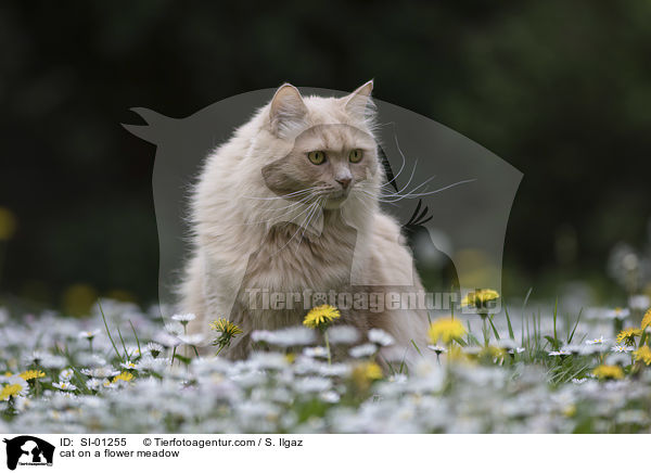 Katze auf einer Blumenwiese / cat on a flower meadow / SI-01255