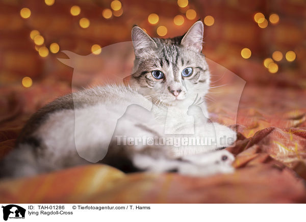 liegender Ragdoll-Mischling / lying Ragdoll-Cross / TAH-01286