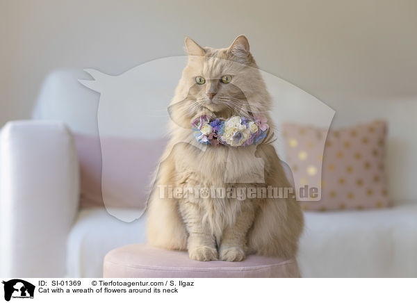 Katze mit Blumenkranz um den Hals / Cat with a wreath of flowers around its neck / SI-01369