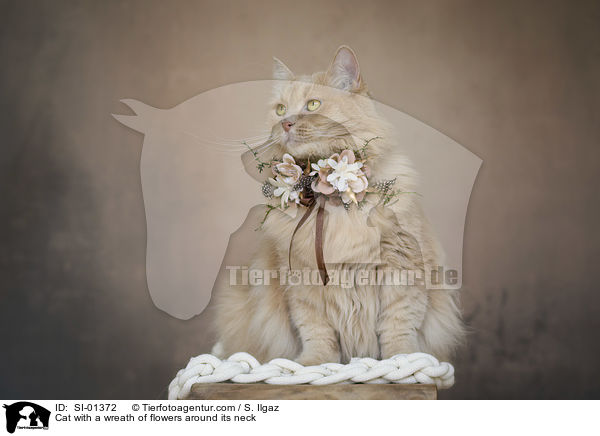Cat with a wreath of flowers around its neck / SI-01372