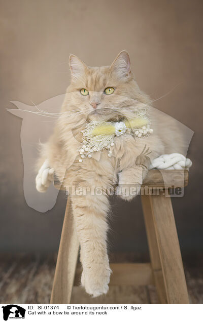Katze mit Fliege um den Hals / Cat with a bow tie around its neck / SI-01374