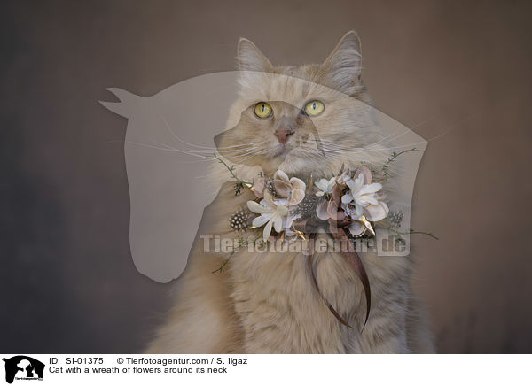 Katze mit Blumenkranz um den Hals / Cat with a wreath of flowers around its neck / SI-01375