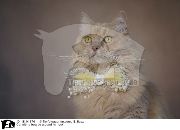Cat with a bow tie around its neck / SI-01376