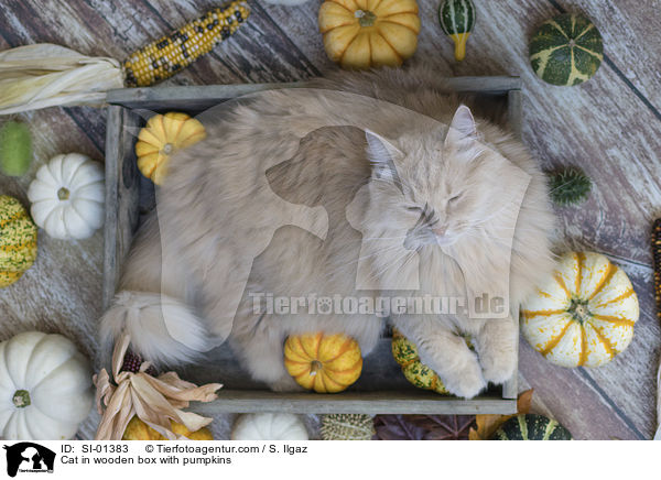 Cat in wooden box with pumpkins / SI-01383