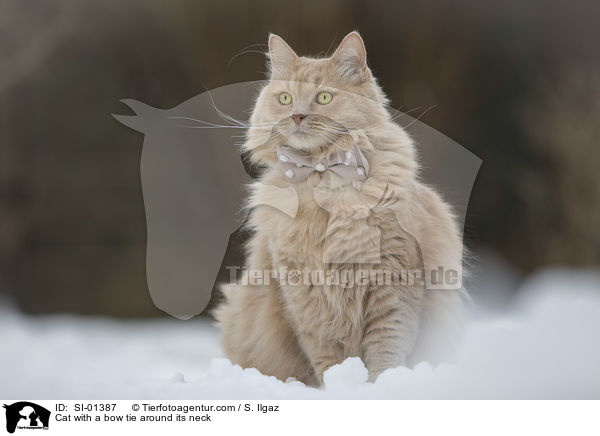 Cat with a bow tie around its neck / SI-01387
