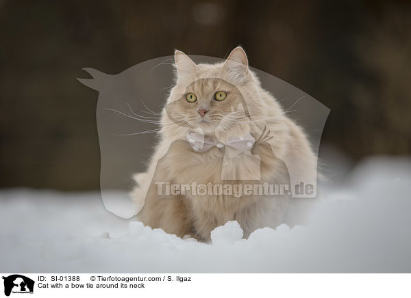 Cat with a bow tie around its neck / SI-01388