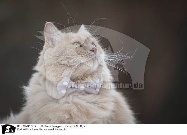 Cat with a bow tie around its neck / SI-01389