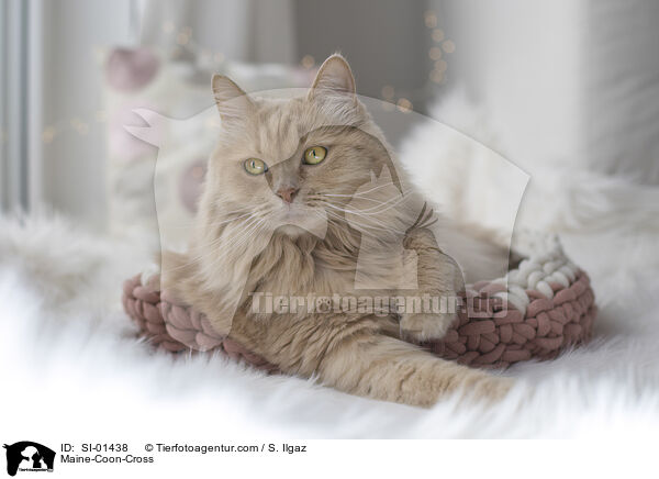Maine-Coon-Mix / Maine-Coon-Cross / SI-01438