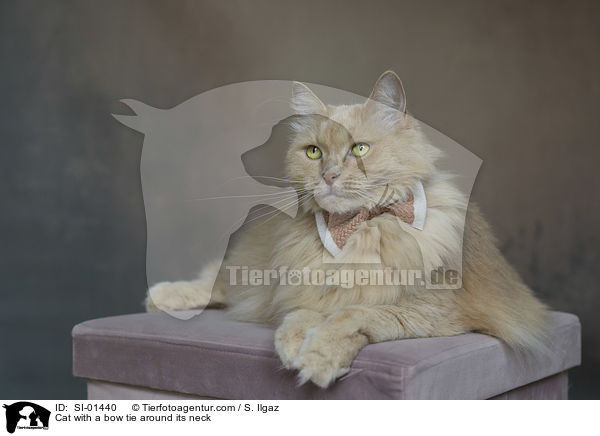 Katze mit Fliege um den Hals / Cat with a bow tie around its neck / SI-01440
