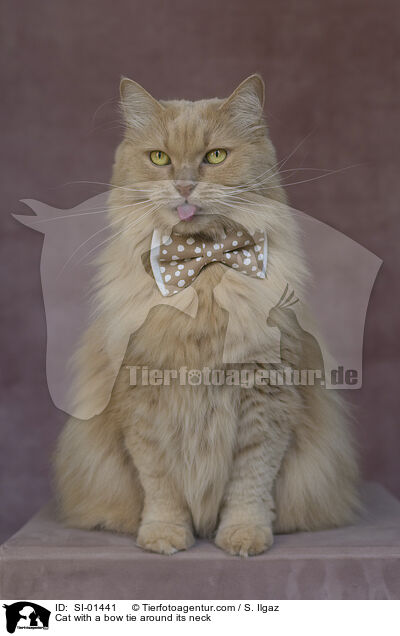 Katze mit Fliege um den Hals / Cat with a bow tie around its neck / SI-01441