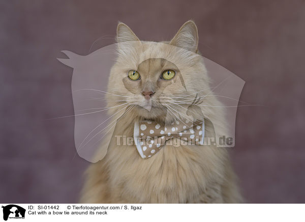 Katze mit Fliege um den Hals / Cat with a bow tie around its neck / SI-01442