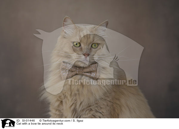 Katze mit Fliege um den Hals / Cat with a bow tie around its neck / SI-01446
