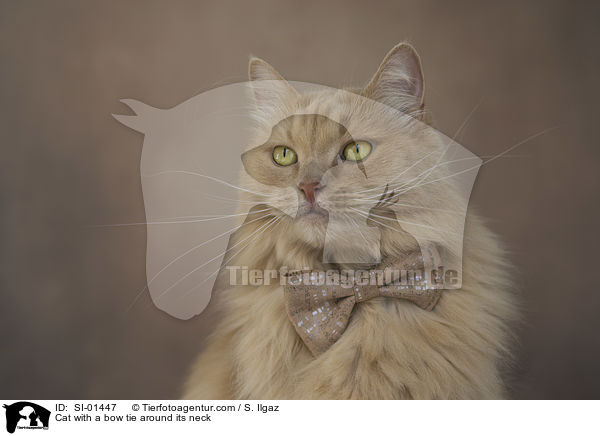 Katze mit Fliege um den Hals / Cat with a bow tie around its neck / SI-01447
