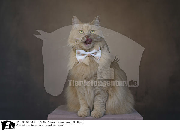 Katze mit Fliege um den Hals / Cat with a bow tie around its neck / SI-01448
