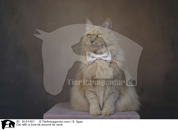Katze mit Fliege um den Hals / Cat with a bow tie around its neck / SI-01451