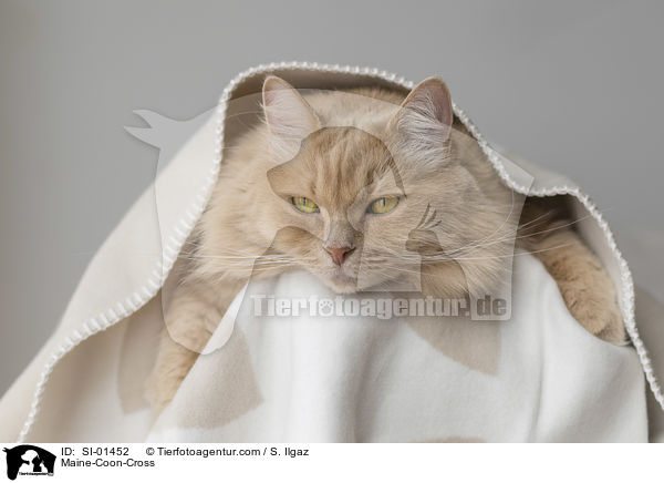 Maine-Coon-Mix / Maine-Coon-Cross / SI-01452