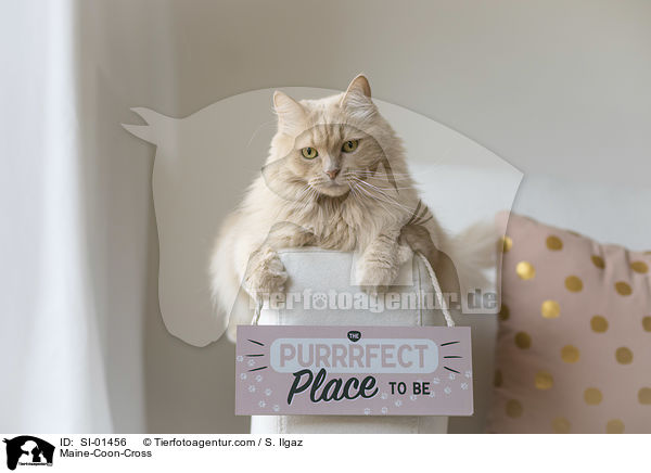 Maine-Coon-Mix / Maine-Coon-Cross / SI-01456