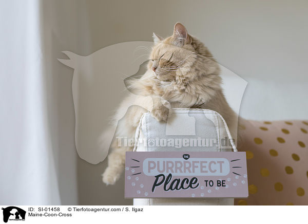 Maine-Coon-Mix / Maine-Coon-Cross / SI-01458