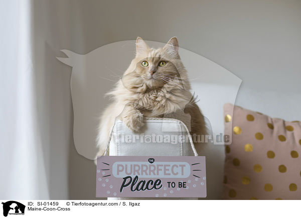 Maine-Coon-Mix / Maine-Coon-Cross / SI-01459