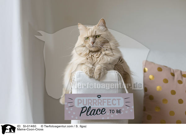 Maine-Coon-Mix / Maine-Coon-Cross / SI-01460