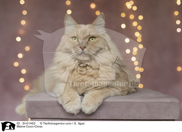 Maine-Coon-Mix / Maine-Coon-Cross / SI-01462