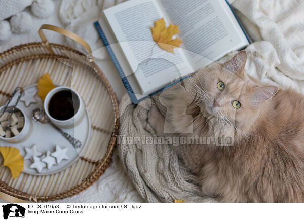 liegender Maine-Coon-Mischling / lying Maine-Coon-Cross / SI-01653
