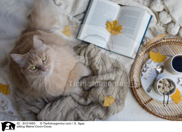 sitzender Maine-Coon-Mischling / sitting Maine-Coon-Cross / SI-01660