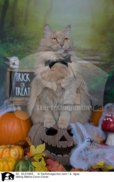 sitting Maine-Coon-Cross / SI-01665