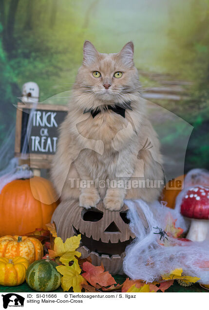 sitting Maine-Coon-Cross / SI-01666