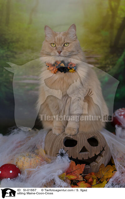 sitting Maine-Coon-Cross / SI-01667
