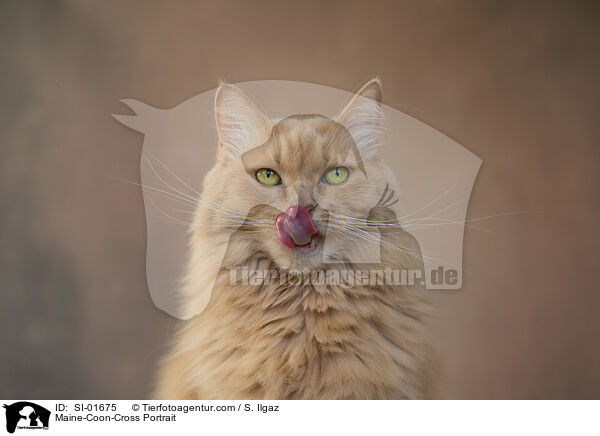 Maine-Coon-Mischling Portrait / Maine-Coon-Cross Portrait / SI-01675